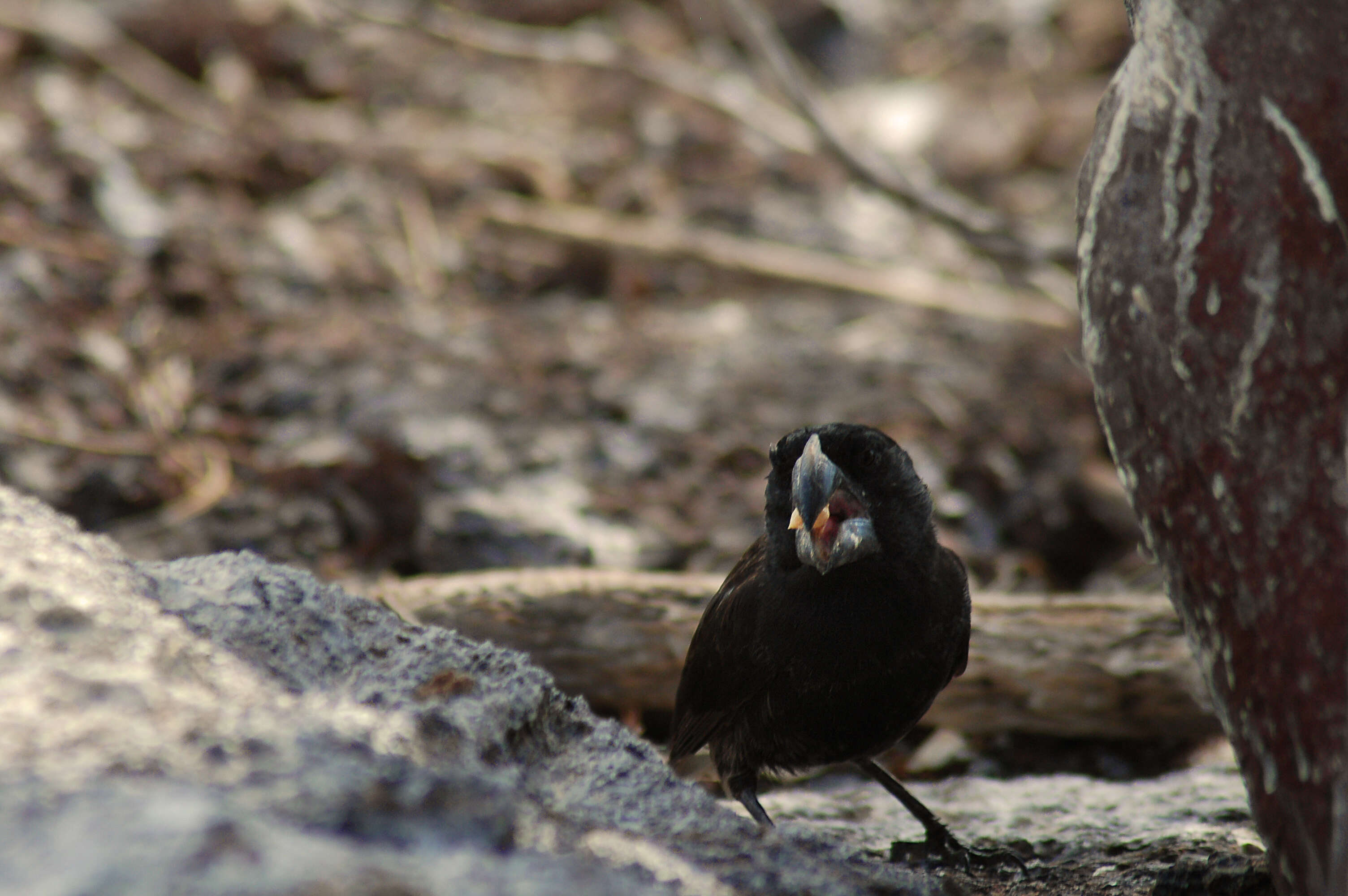 Image of Large Ground Finch