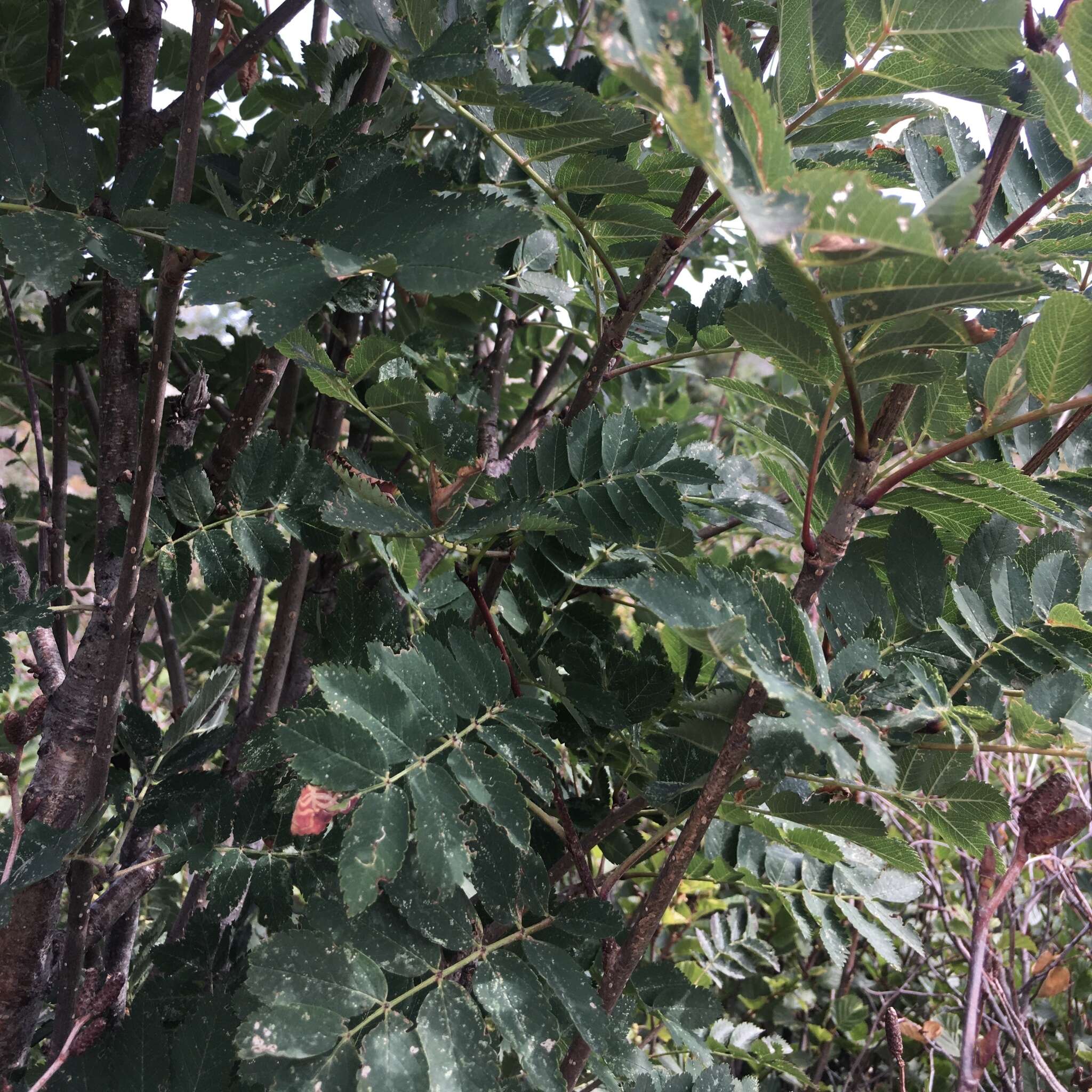 Image of Sorbus aucuparia subsp. praemorsa (Guss.) Nyman