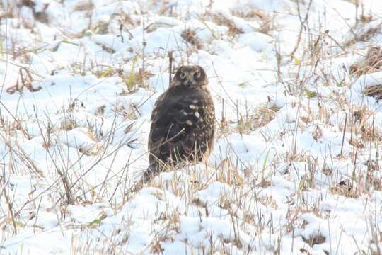 Image of Northern Harrier