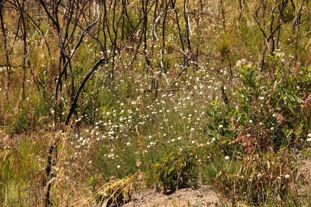 Image of Cephalaria attenuata (L. fil.) Roem. & Schult.