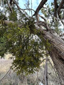 Image of Hawksworth's mistletoe