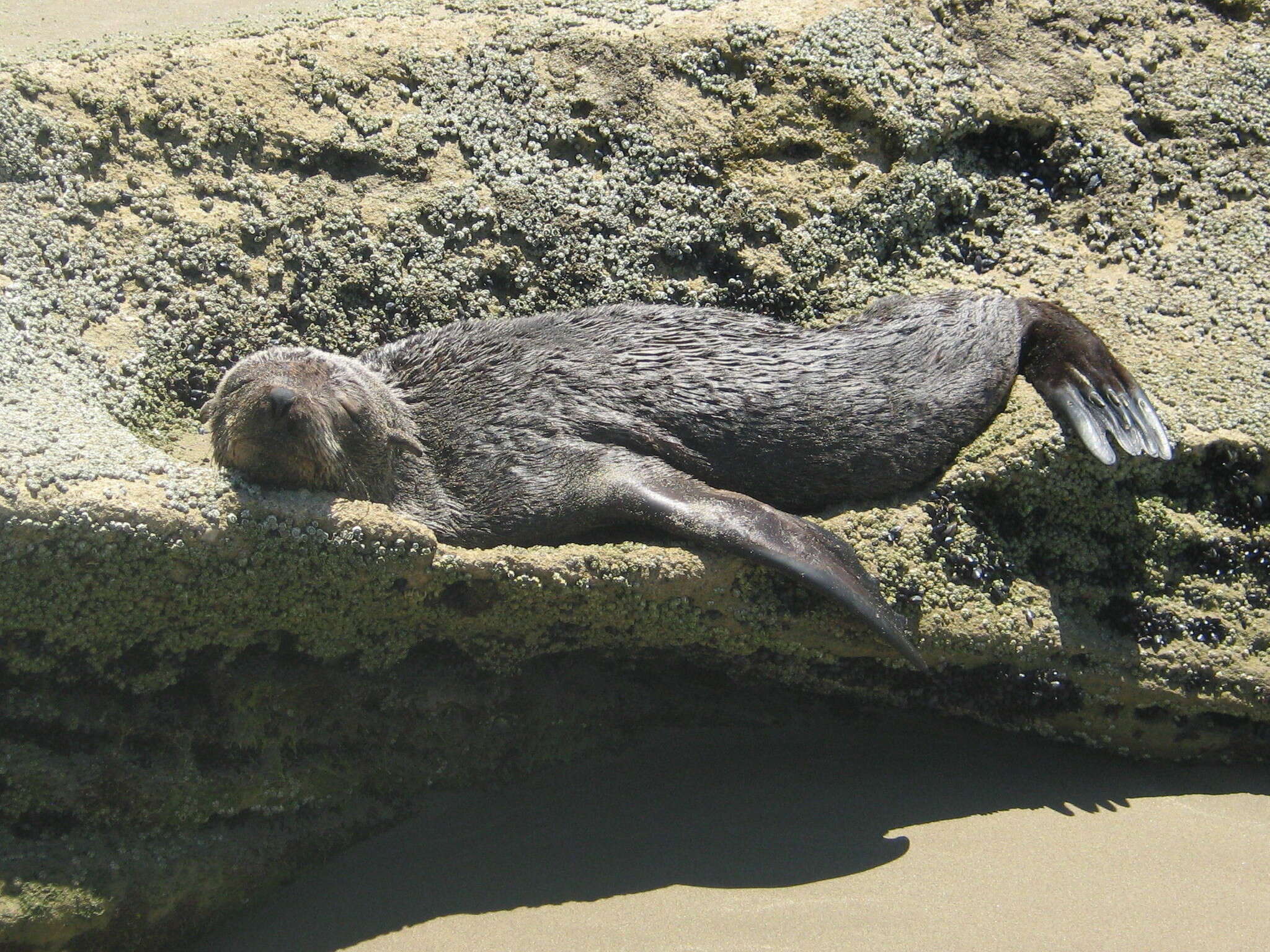 Image of Cape fur seal