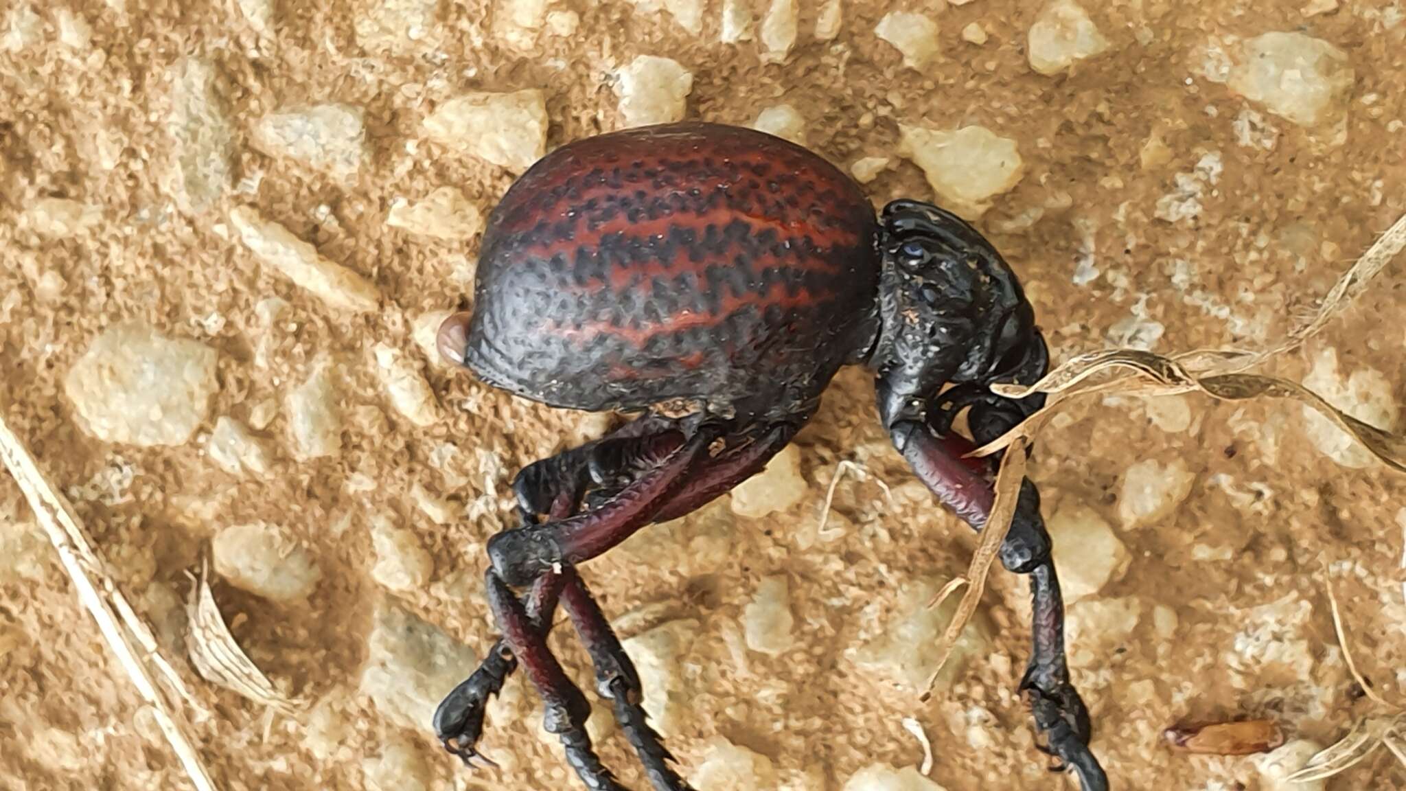 Image of Brachycerus obesus (Fabricius & J. C. 1775)