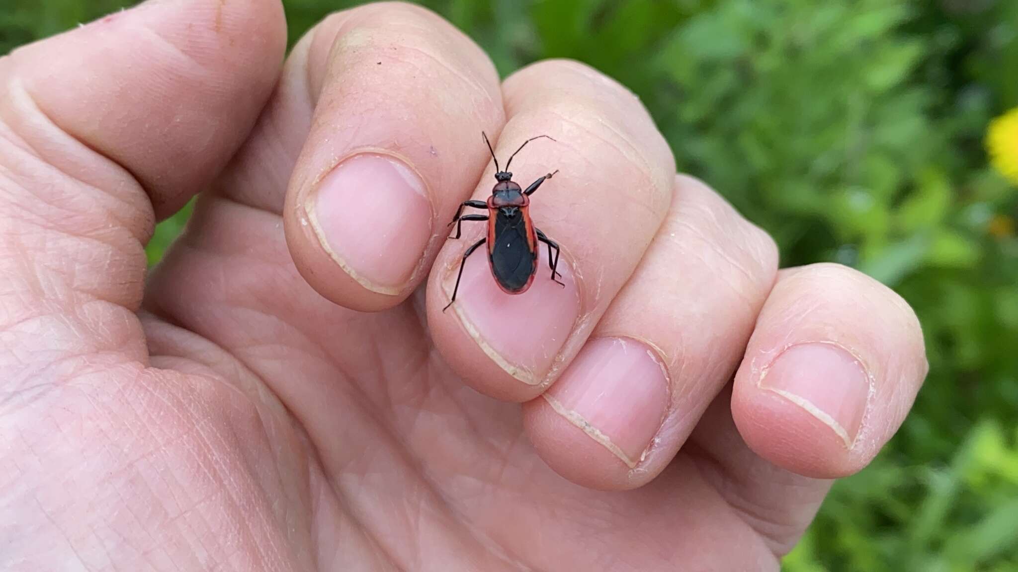 Imagem de Haematoloecha rufithorax (Breddin 1903)