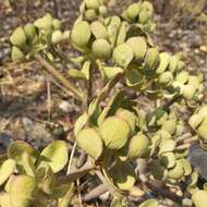 Image of tree stonecrop