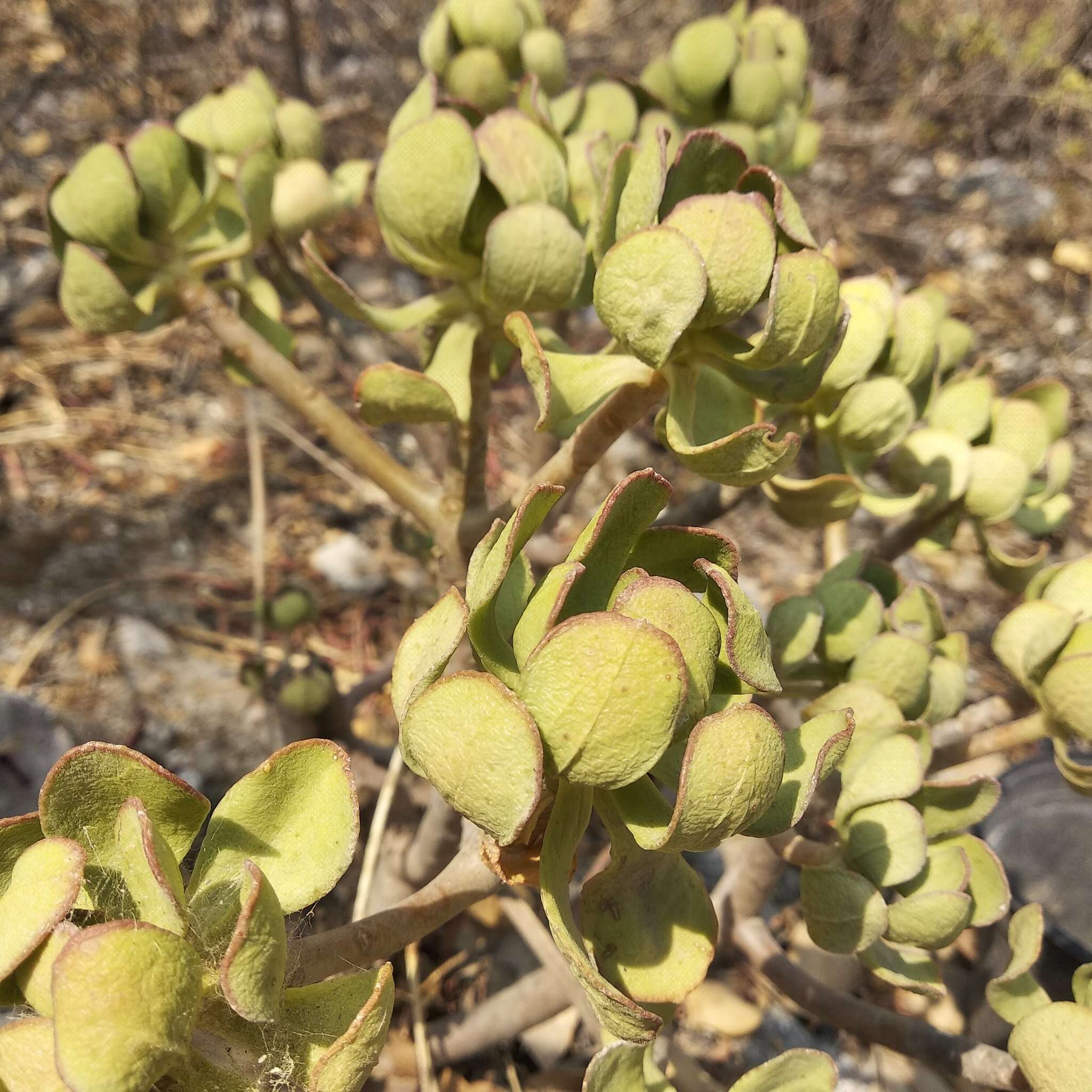 Image of tree stonecrop