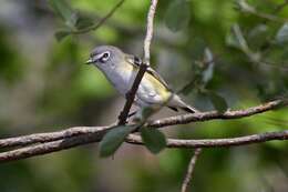 Image of Blue-headed Vireo