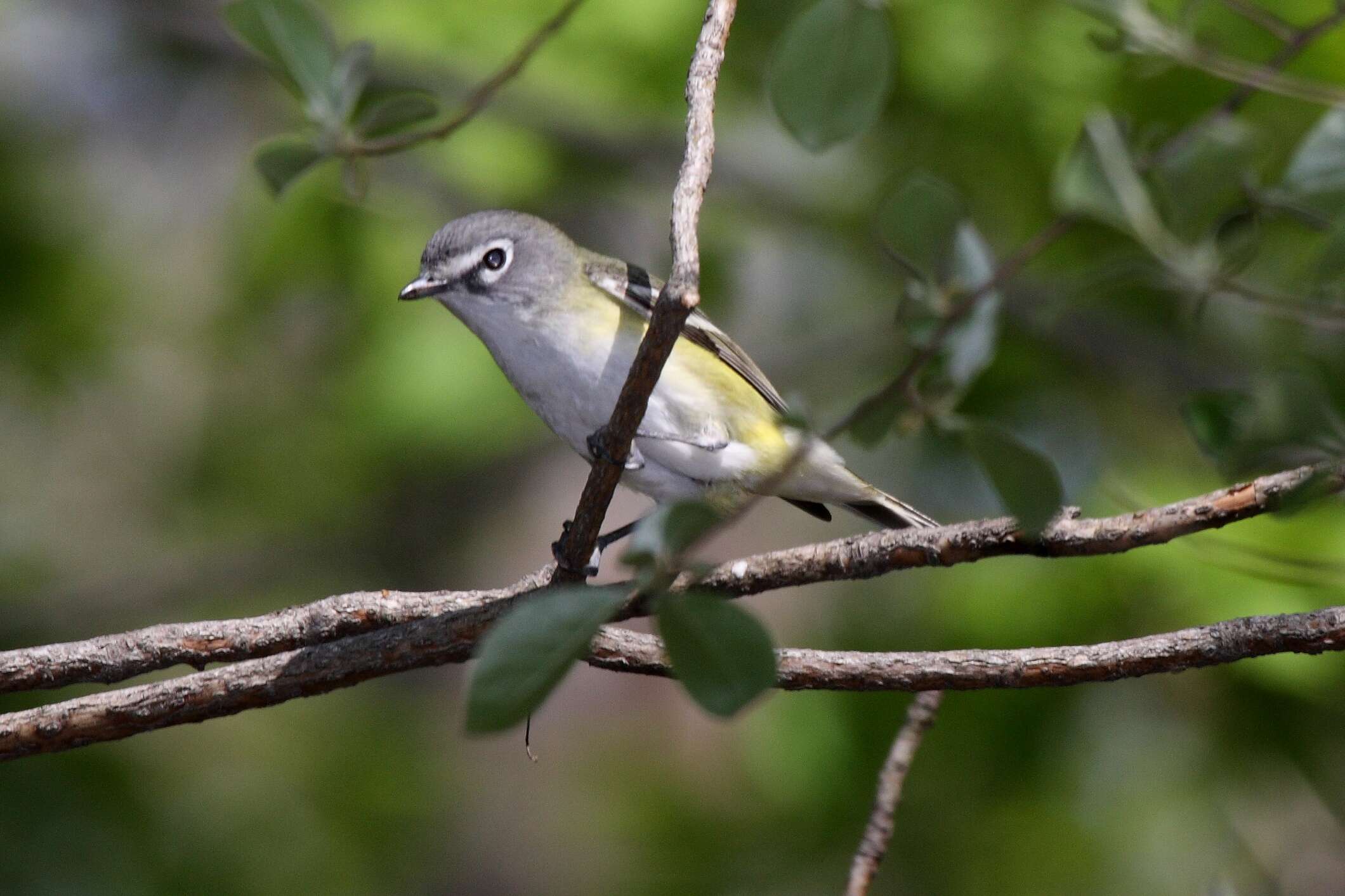 Image of Blue-headed Vireo