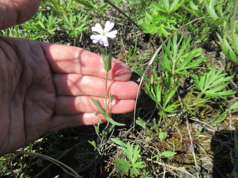 Image of Silene linnaeana V. N. Voroschilov