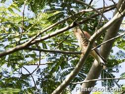 Image of Spotted Kestrel