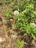 Image of meadow garlic