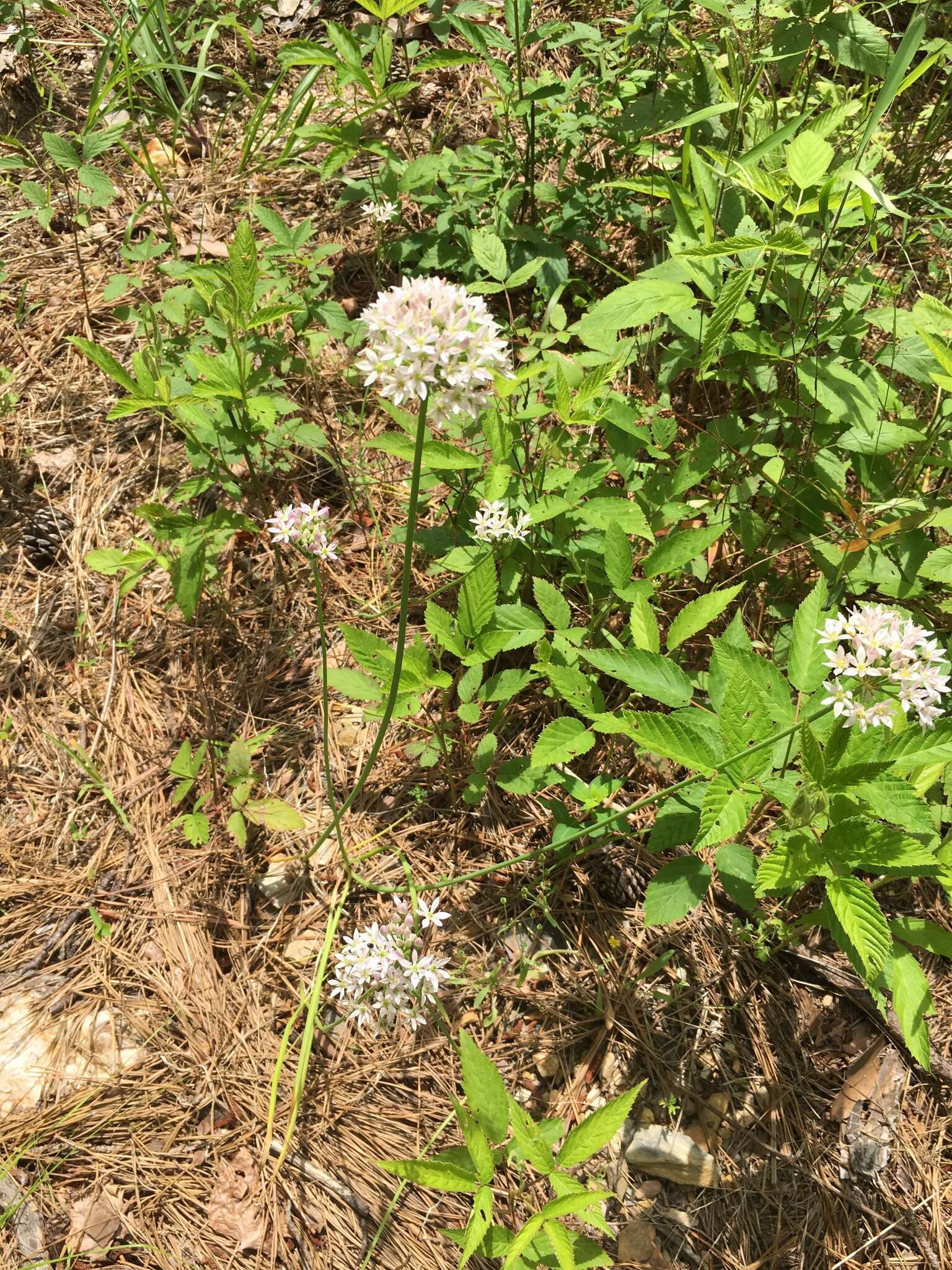 Image of meadow garlic