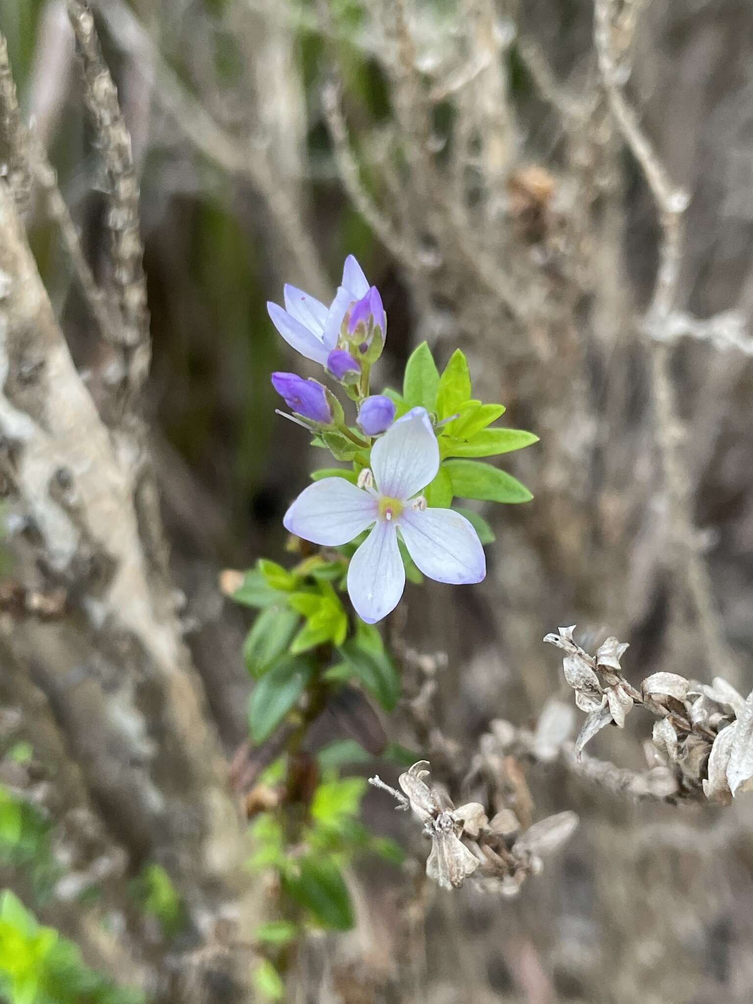 Image of Veronica formosa R. Br.