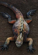 Image of marine iguana