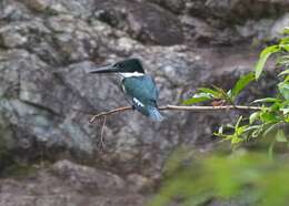 Image of Amazon Kingfisher