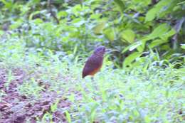 Image of antpittas