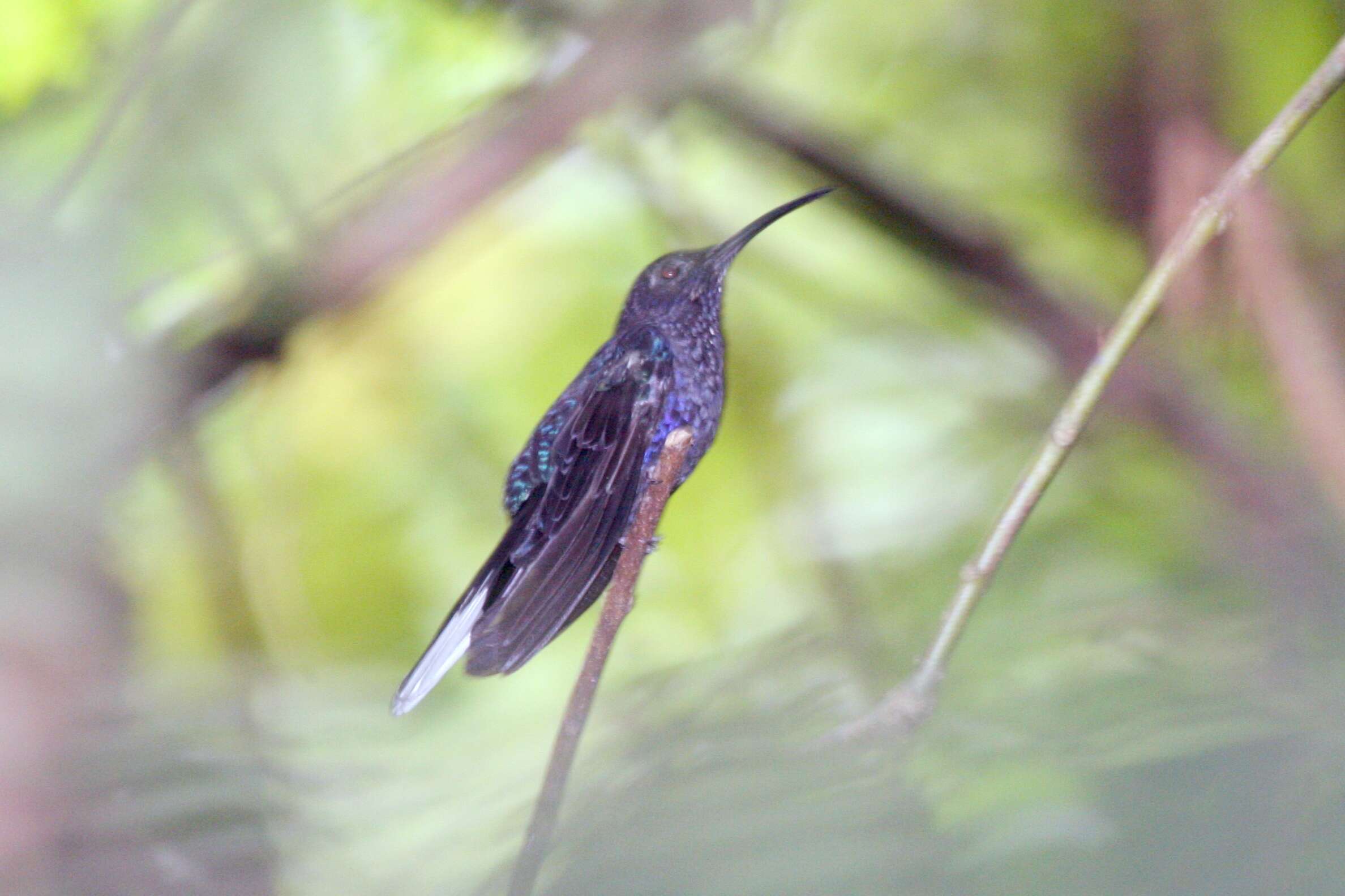 Image of Violet Sabrewing