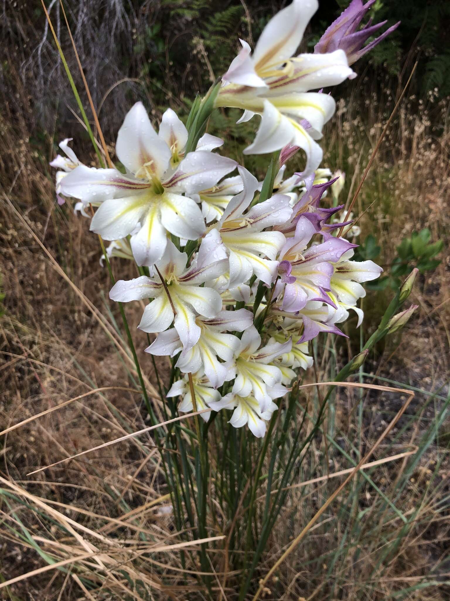 Image of ever-flowering gladiolus