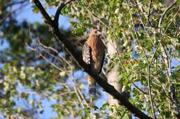 Image of Red-shouldered Hawk