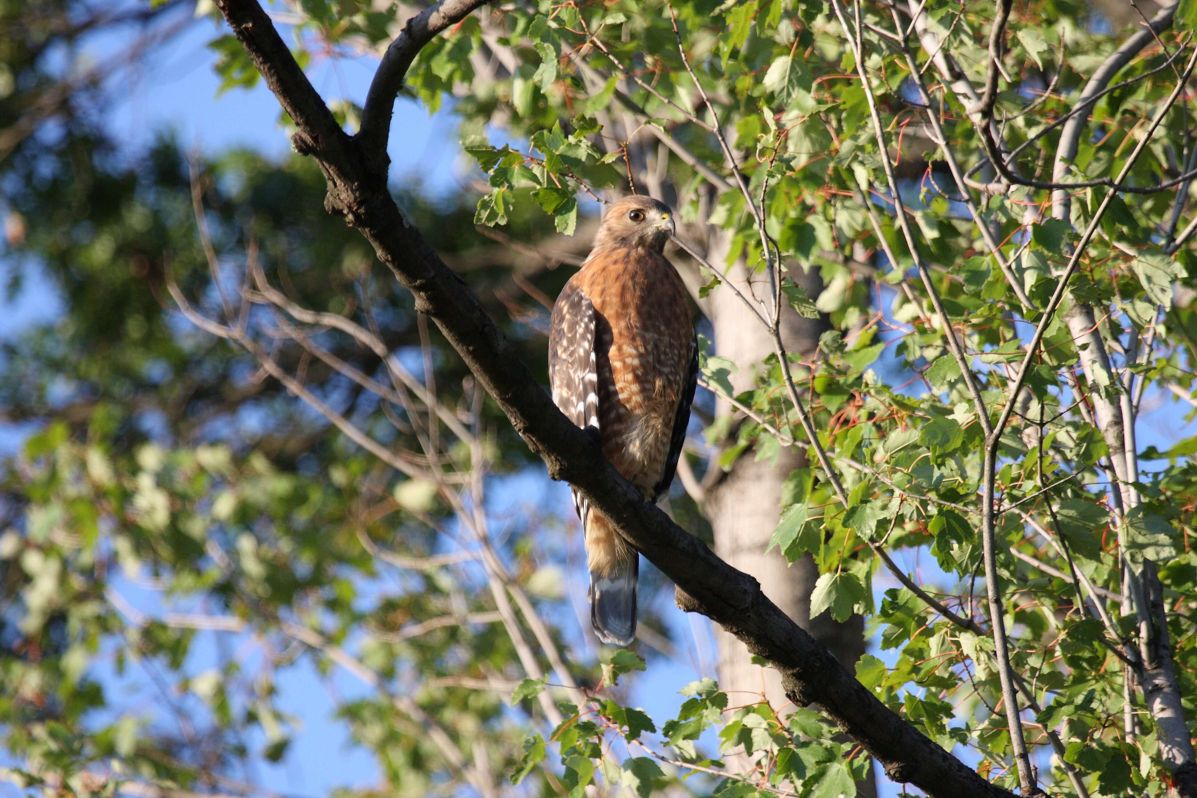 Image of Red-shouldered Hawk