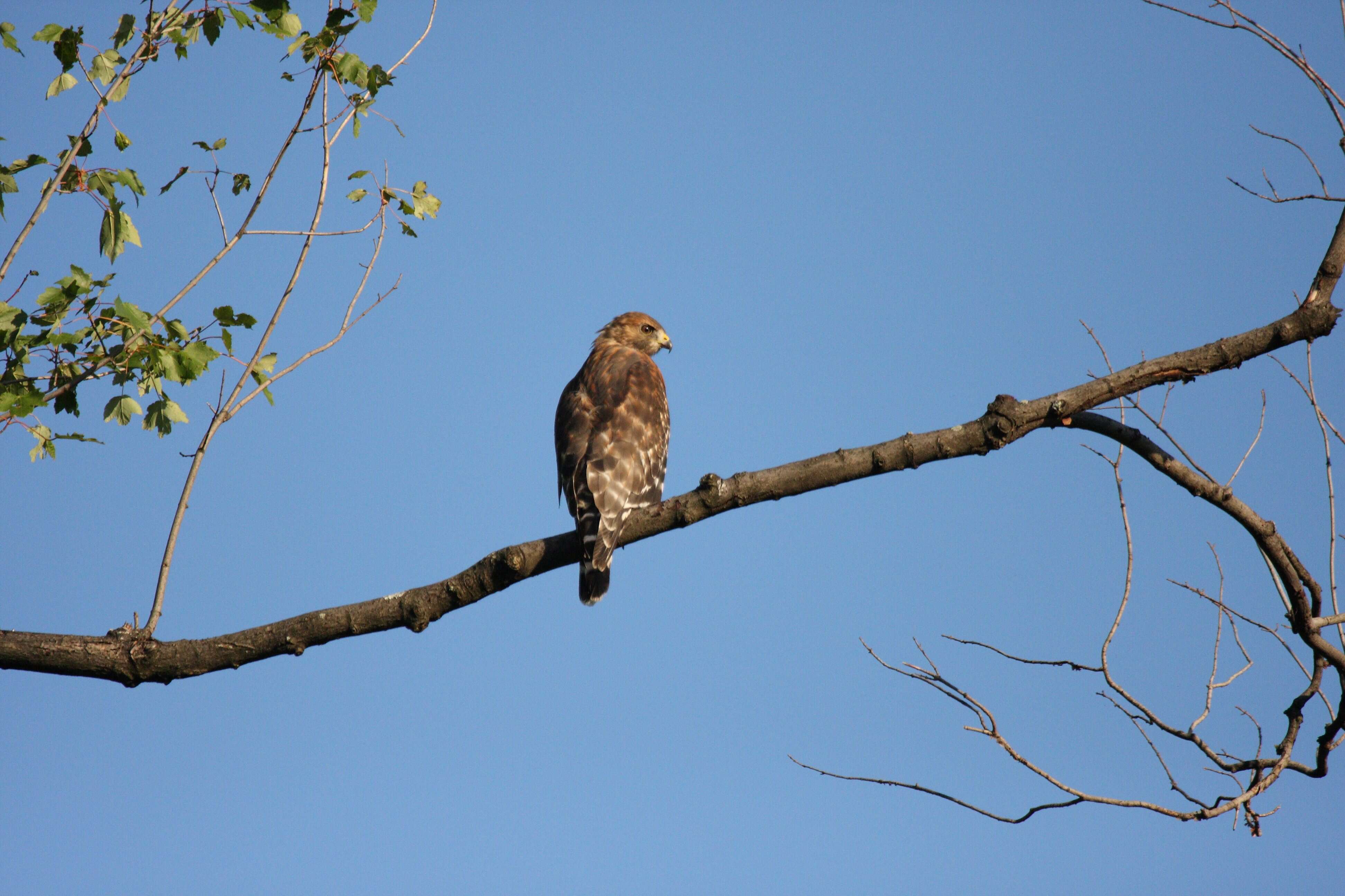 Image of Red-shouldered Hawk