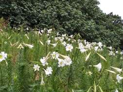 Image of Easter lily