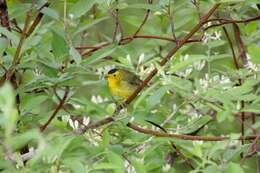 Image of Wilson's Warbler