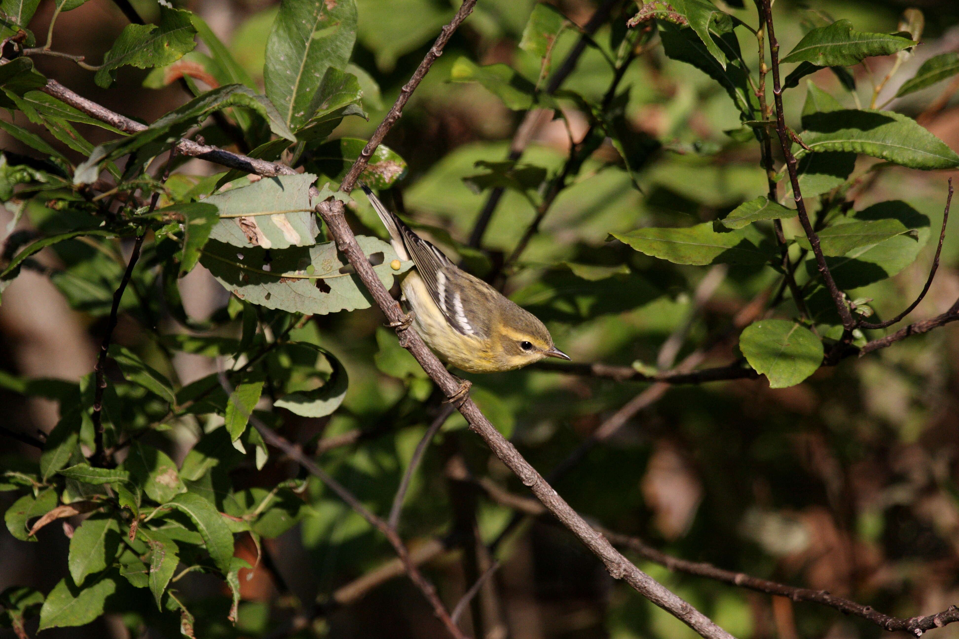 Plancia ëd Setophaga fusca (Müller & Pls 1776)