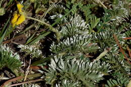 Image of Potentilla candicans Humb. & Bonpl. ex Schltdl.