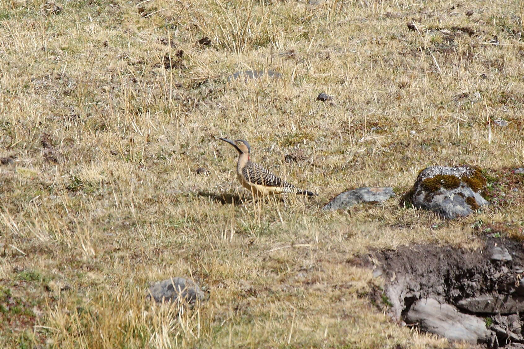 Image of Andean Flicker