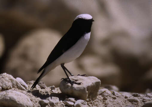 Image of Mourning Wheatear