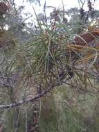 Image of Hakea ulicina R. Br.