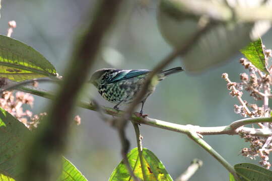 Image of Beryl-spangled Tanager