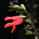 Imagem de Salvia fulgens Cav.