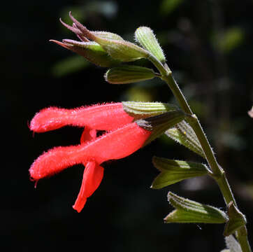 Image of Salvia fulgens Cav.