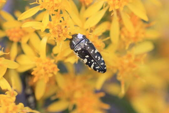 Image of Acmaeodera flavopicta Waterhouse 1889