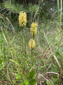 Image of fringed orchid