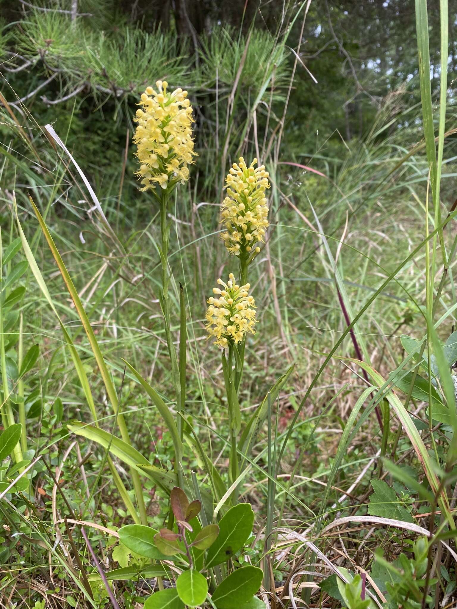 Imagem de Platanthera canbyi (Ames) Luer