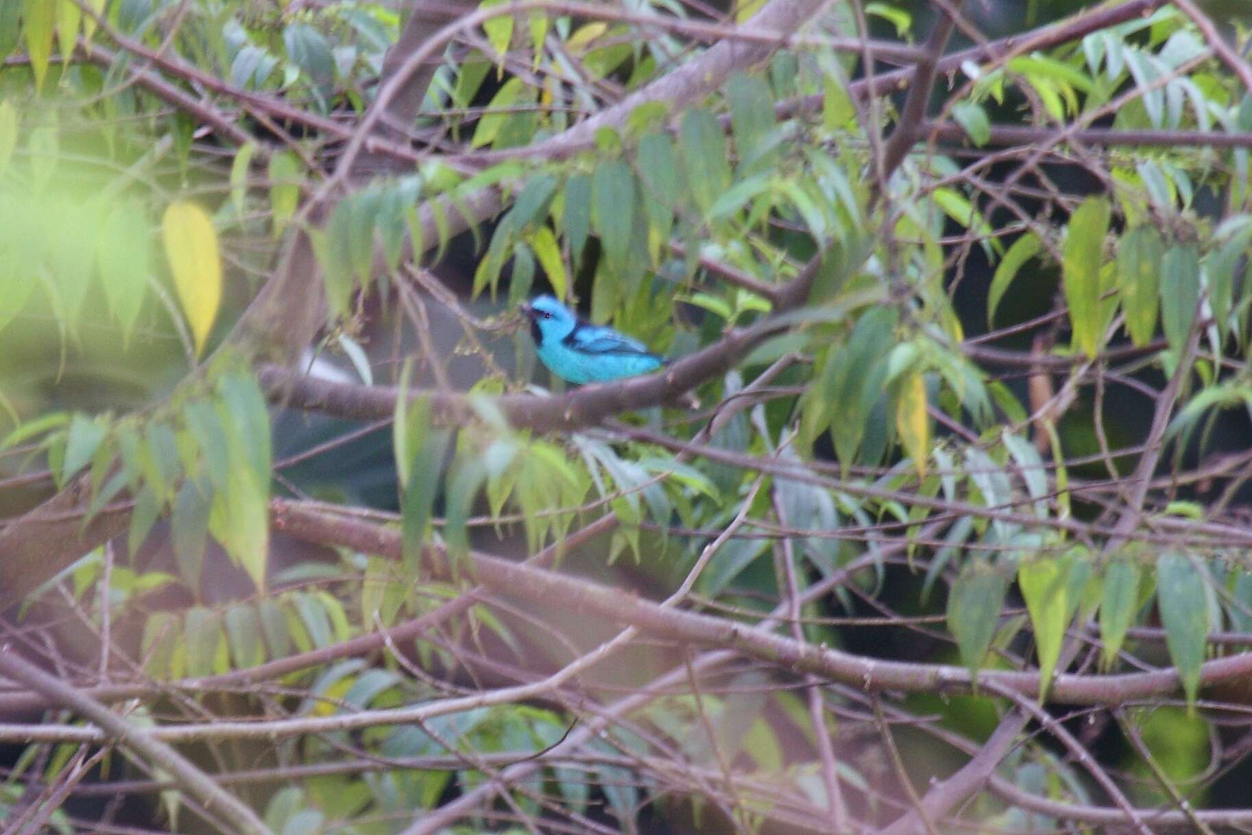 Image of Blue Dacnis