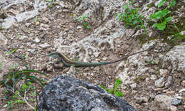 Image of Giant Whiptail