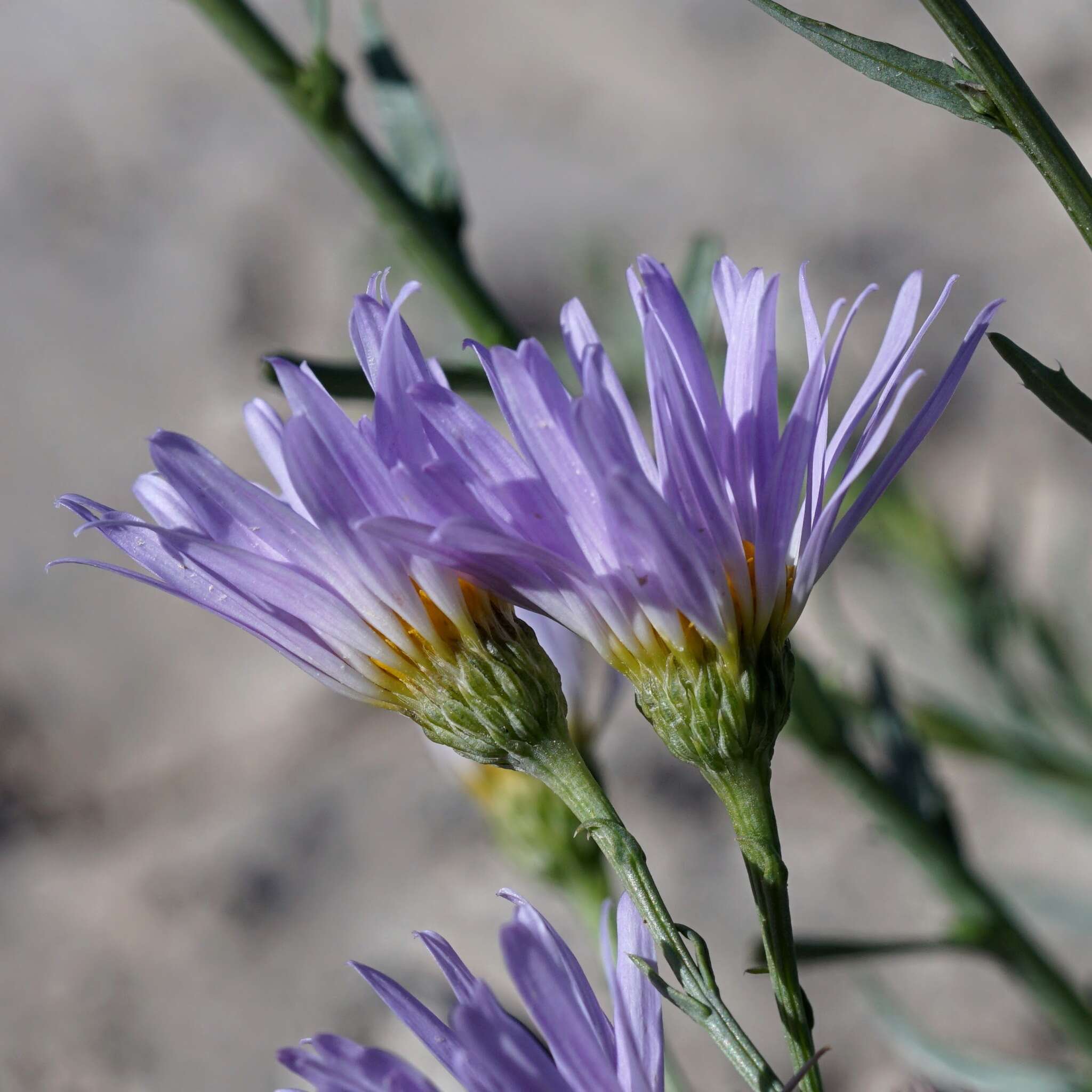 Image de Leucosyris riparia (Kunth) Pruski & R. L. Hartman