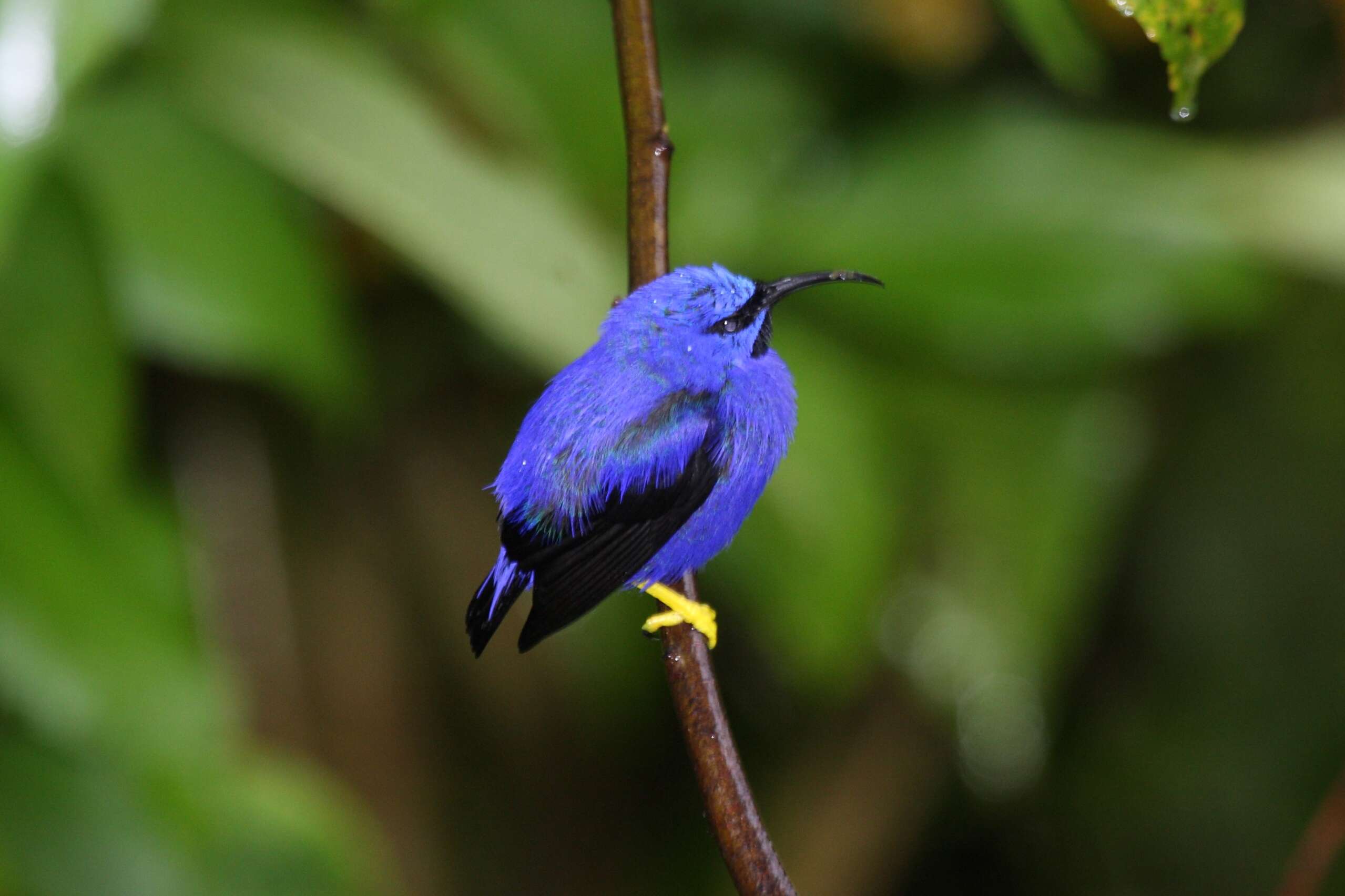 Image of Purple Honeycreeper