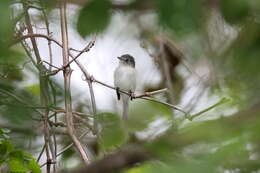 Image of Alder Flycatcher