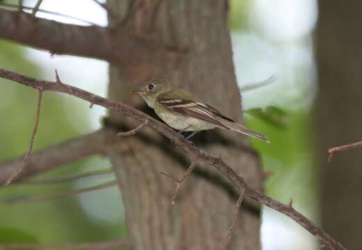 Image of Acadian Flycatcher