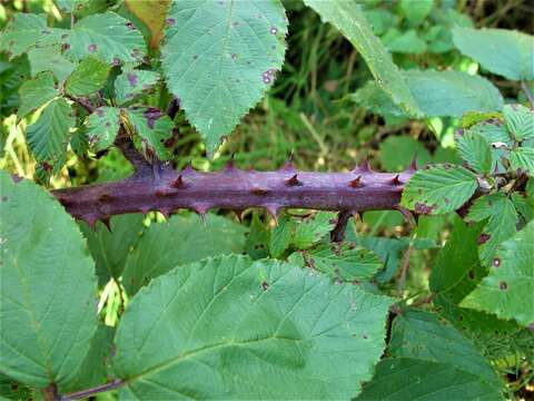 Image of Rubus incurvatiformis Edees