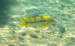 Image de Cyathochromis obliquidens Trewavas 1935