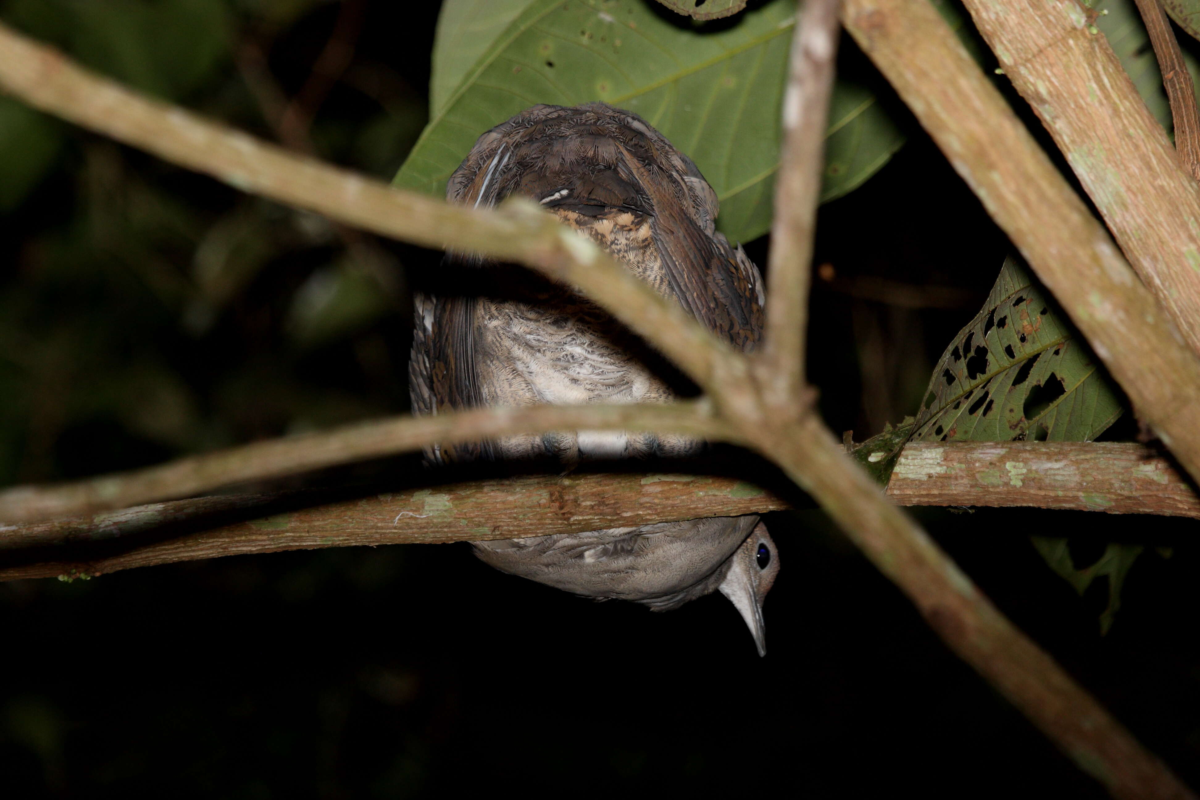 Image of Great Tinamou