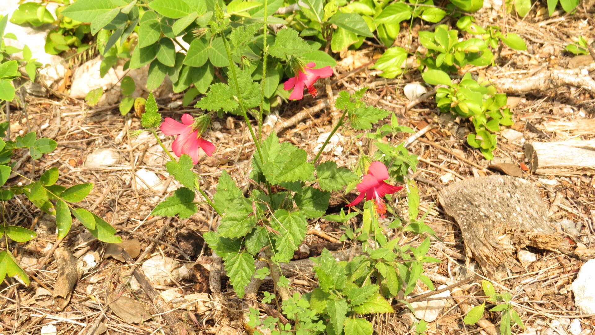 Image of Poeppig's rosemallow