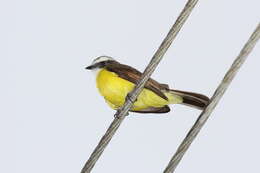 Image of Rusty-margined Flycatcher