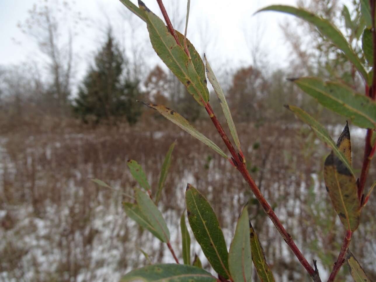 Image of purple willow